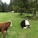 Stara Jelka Pokljuka