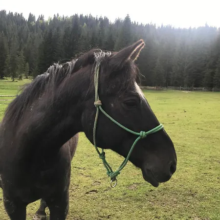 Stara Jelka Pokljuka *