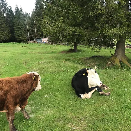 Stara Jelka Pokljuka