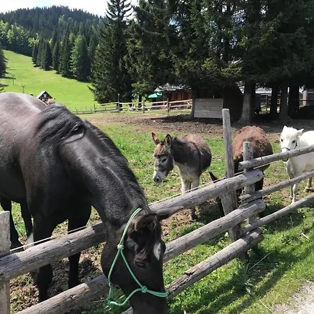 Alpesi faház Stara Jelka Pokljuka *