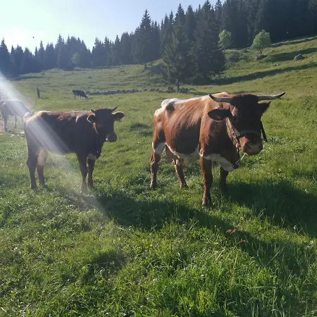 Stara Jelka Pokljuka Alpesi faház *