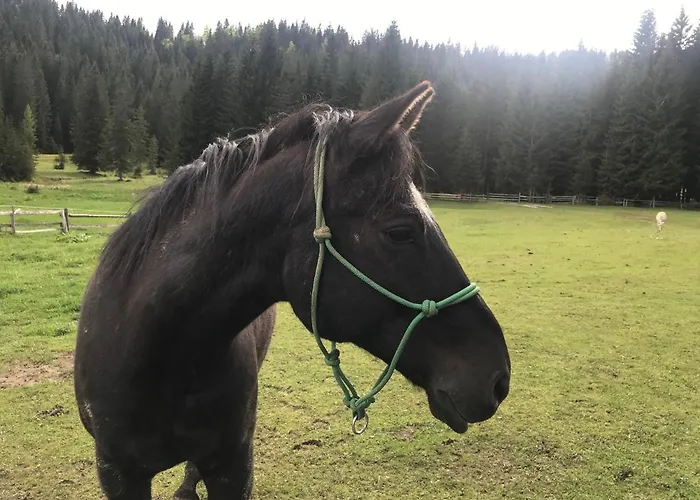 Stara Jelka Pokljuka *