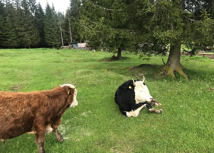 Stara Jelka Pokljuka