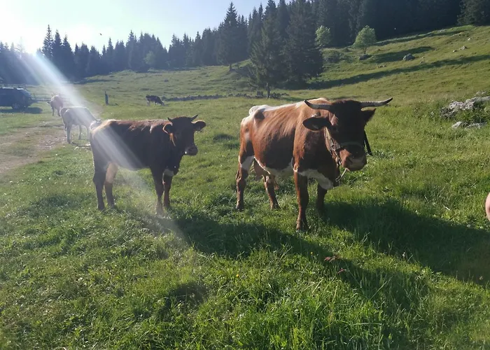 Stara Jelka Pokljuka Σαλέ *